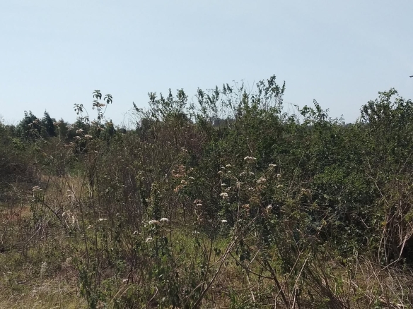 Prime Residential Land for Sale in Gikambura & Thogoto