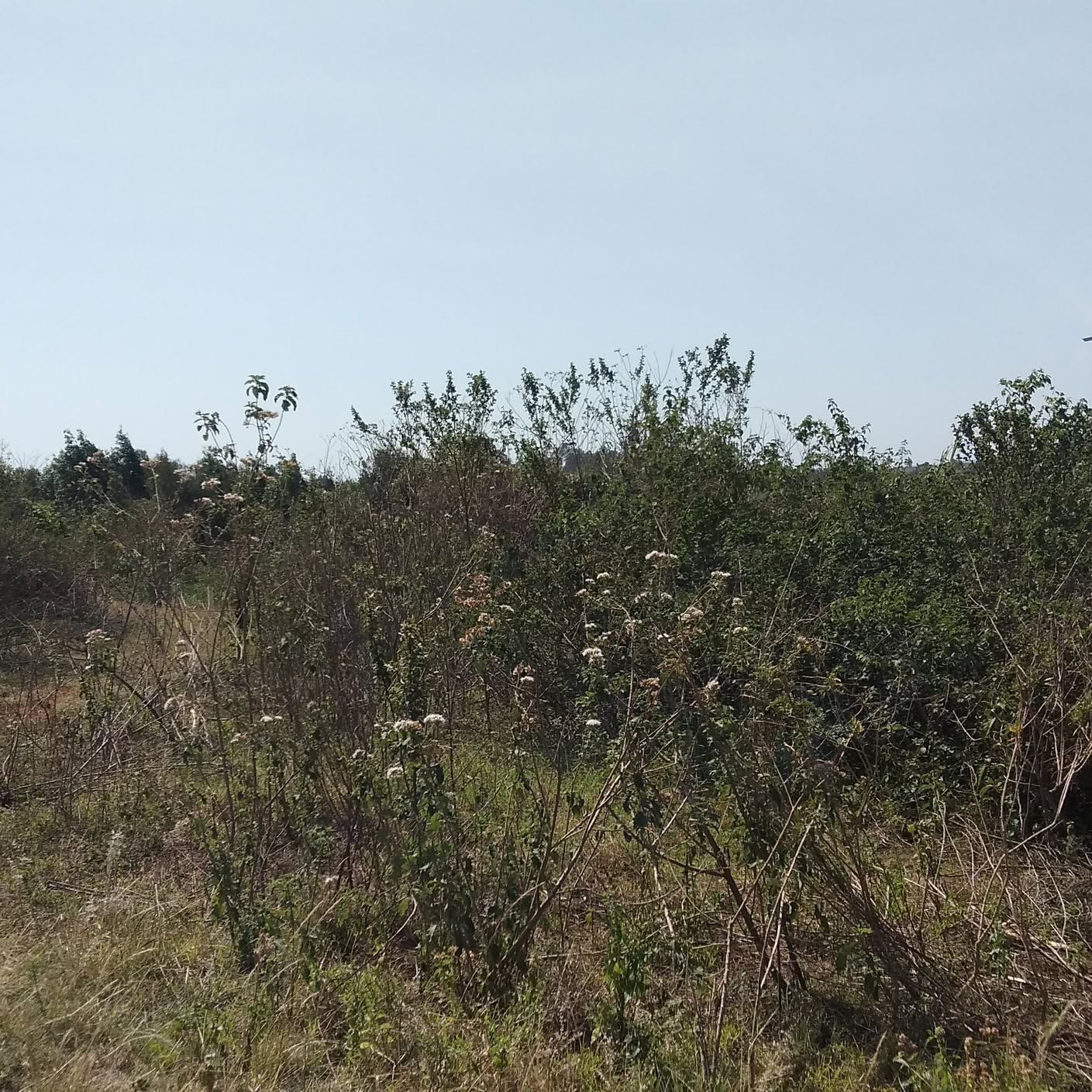 Prime Residential Land for Sale in Gikambura & Thogoto