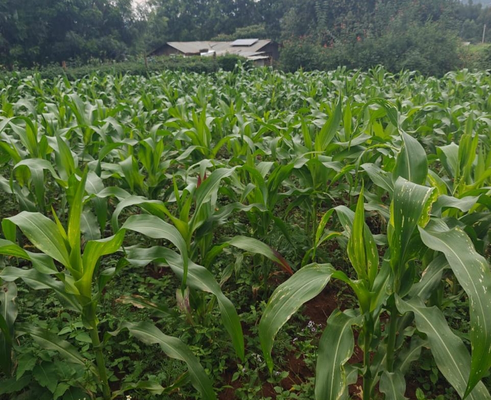 A 50 BY 100 Plot for sale the Kamangu